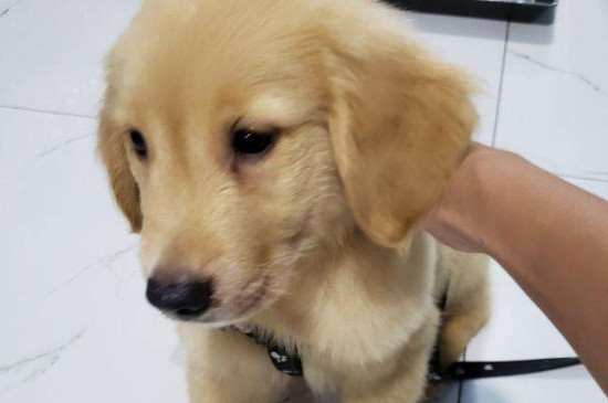 狗打完疫苗吃了驱虫药怎么办