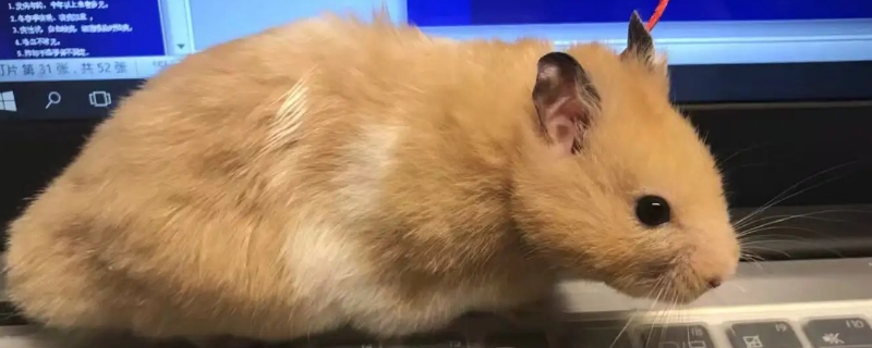 仓鼠会热死吗