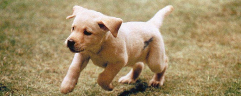 导盲犬小q是什么犬