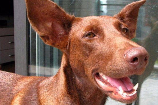 世界十大昂贵狗，盘点10种世界上最名贵的犬种