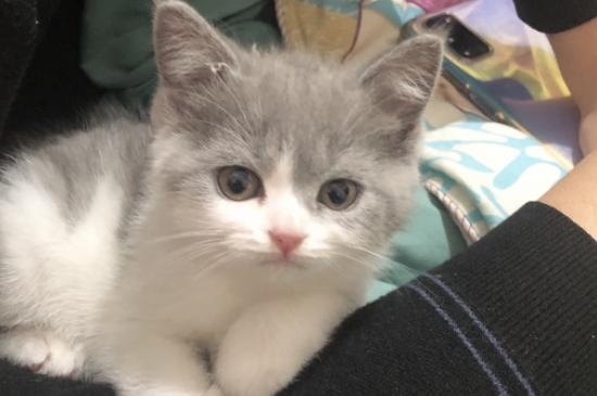 猫体内驱虫用什么药
