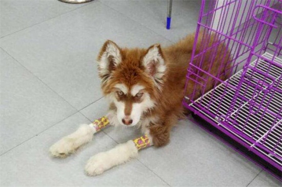 犬瘟细小是什么