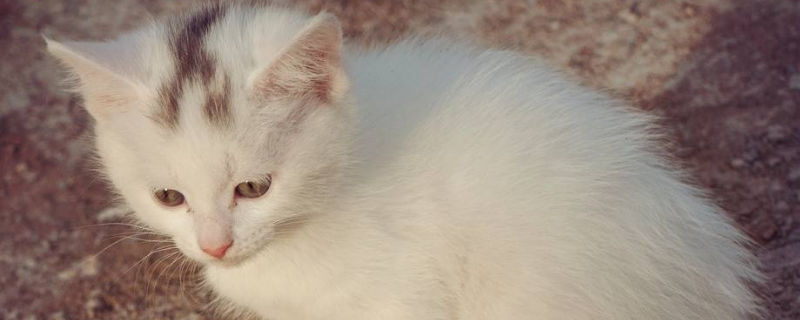 猫喜欢靠近什么样的人