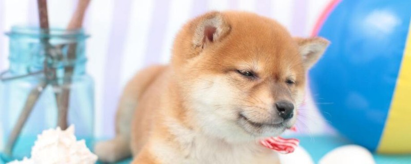 狗粮怎么泡