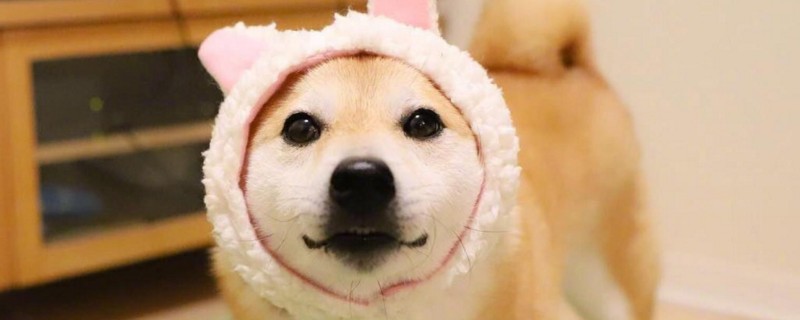 家庭适合养什么狗