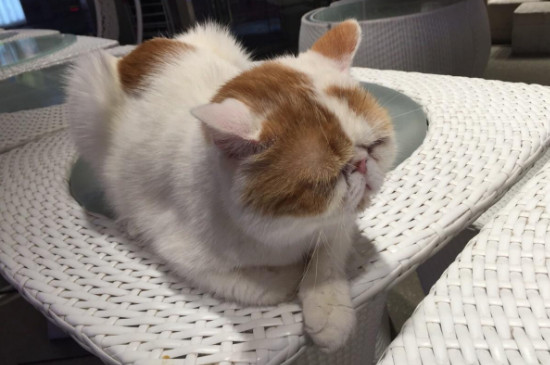 猫吐白沫不吃东西怎么办