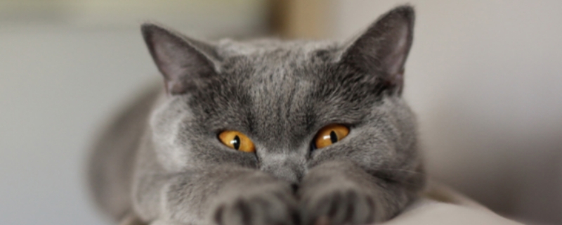 猫咪胆小怎么办