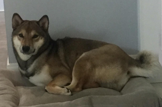 什么颜色的柴犬最贵