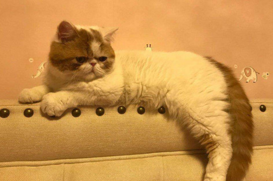 猫咪讨厌你的表现，可能是猫想杀死你的前兆