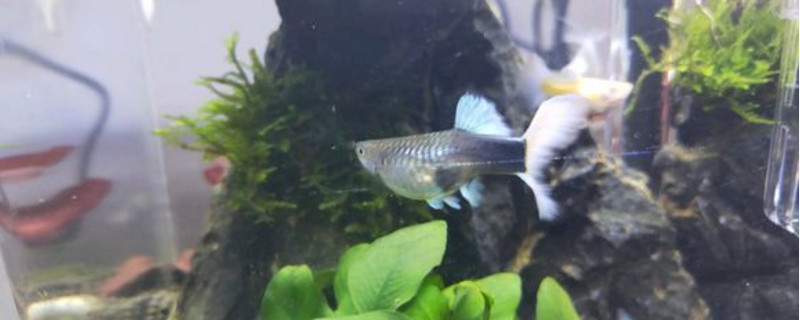 养孔雀鱼多深的水合适