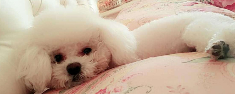 狗狗怀孕不想要怎么办
