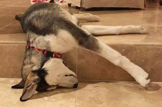 狗狗吃了老鼠药怎么办