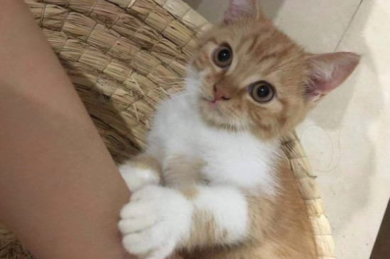猫不能吃的20种食物