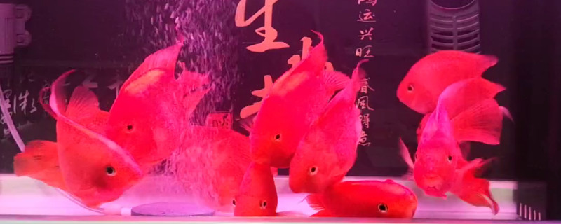 鹦鹉鱼趴窝怎么回事