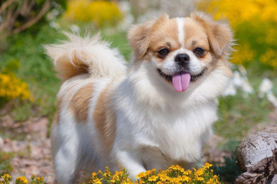 最漂亮的中华田园犬，中国细犬高贵优雅且速度堪比猎豹