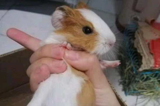 荷兰猪吃什么