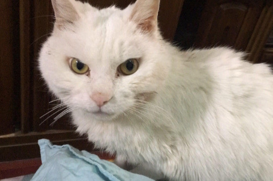 猫呕吐白色泡沫怎么回事