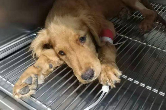 犬细小病毒的治疗方法