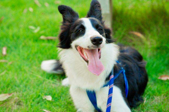 不能养边境牧羊犬理由