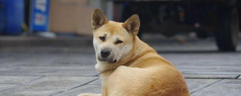 狗脖子被勒烂了怎么办