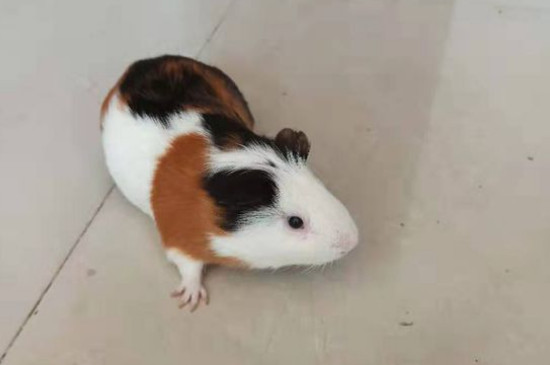 荷兰猪能长多大