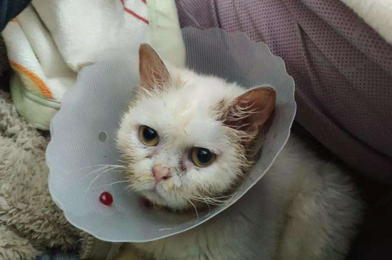 猫咪肝病症状表现