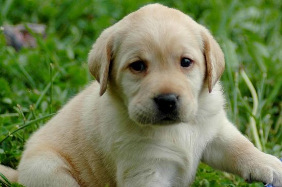 拉布拉多幼犬喂养方法