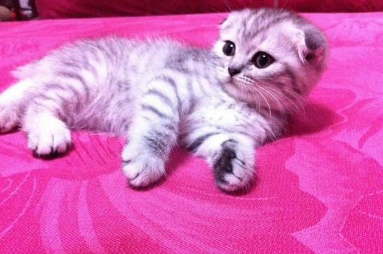 猫吃耗子药解毒小妙招