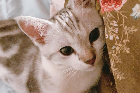 猫咪咳嗽一抽一抽的怎么回事