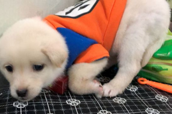 狗瘟早期症状是什么样子的，犬瘟初期症状及治疗