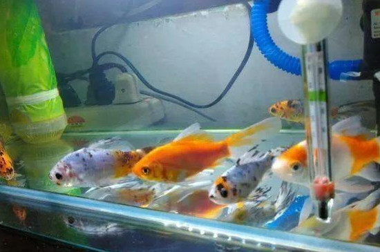 鱼要睡觉吗
