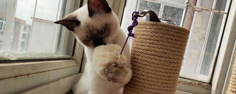 猫爬架适合几个月的猫