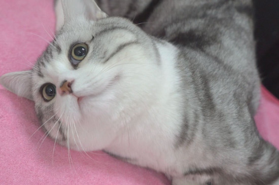 猫做绝育会恨主人吗