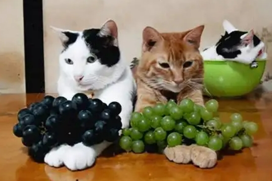 猫可以吃草莓吗