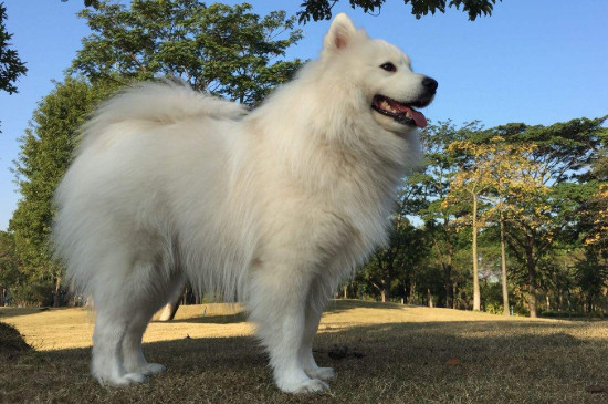 银狐犬和萨摩的区别