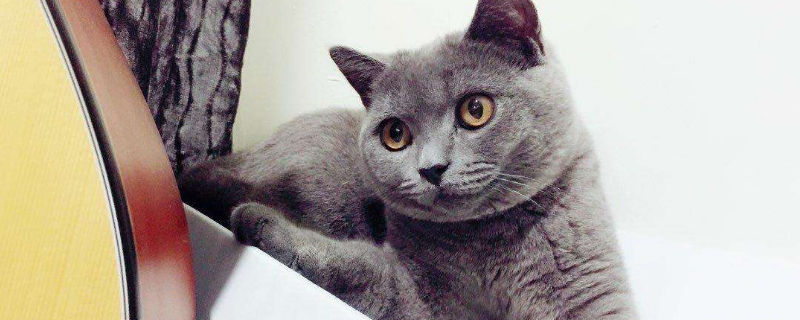 蓝猫为什么不能养