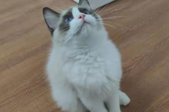 猫抑郁的表现