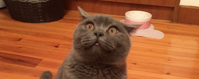 英短发腮过程