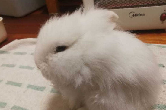 兔子委屈的表现