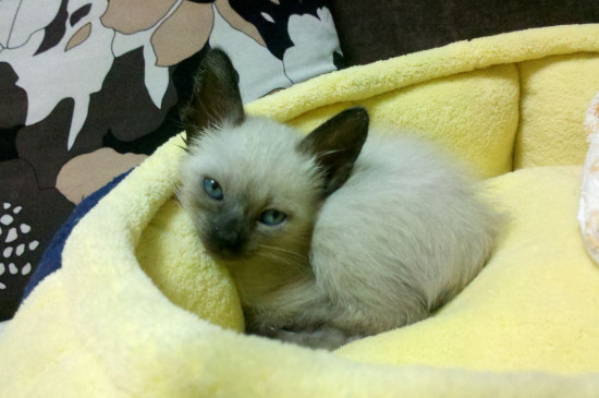 猫的呼吸声很大正常吗，猫咪呼吸声大什么原因