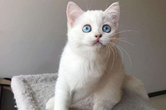 银点猫性格