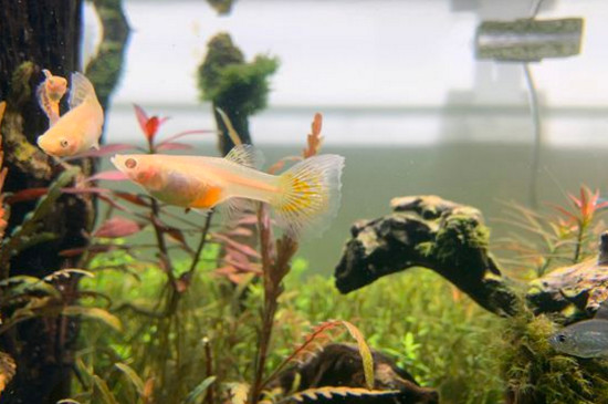 草缸养孔雀鱼必死吗