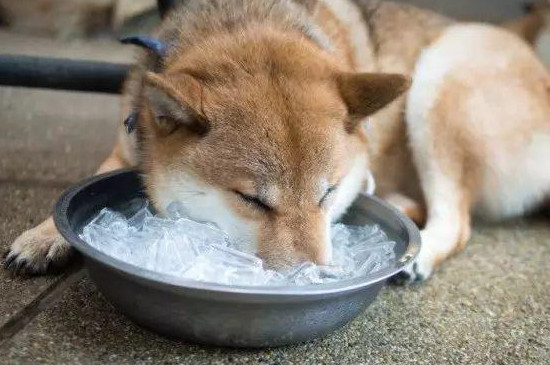 狗狗中暑有什么症状