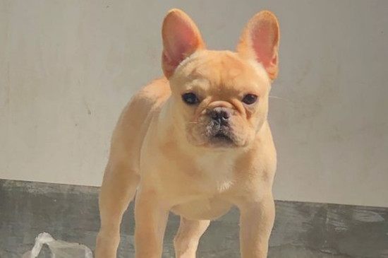 法斗怀孕初期有什么症状
