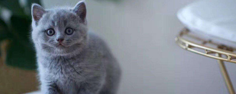 蓝猫发的情的特征