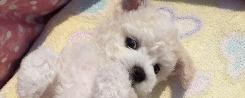 比熊涨肚怎么办