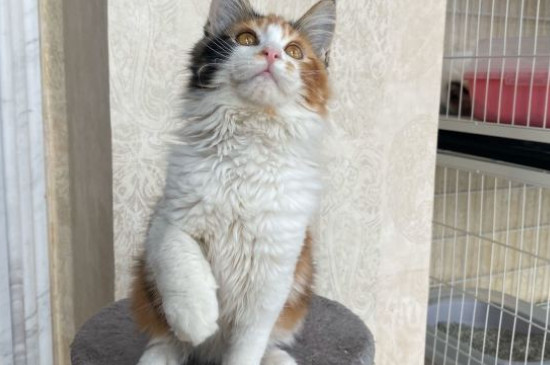 母猫会来月经吗