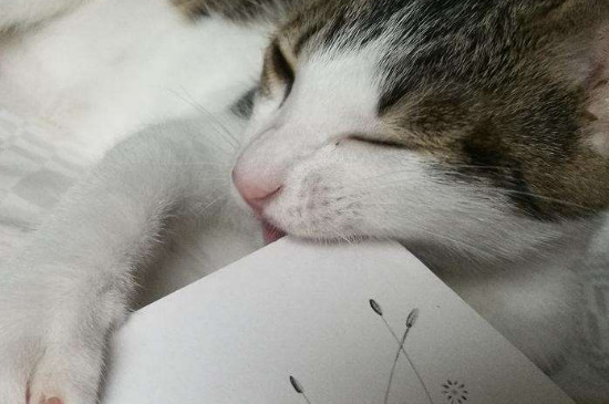 猫咬人是什么意思