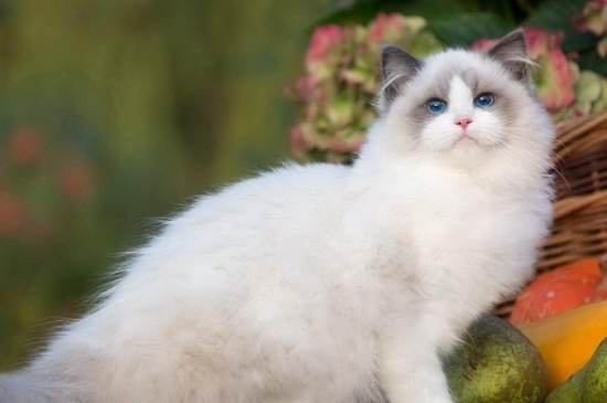 温顺的猫咪品种
