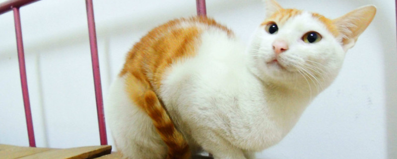 怎么抱猫